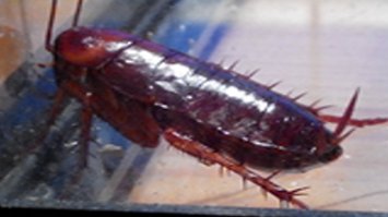 в испании таракан зовется кукарача ) не знаю от какого региона ))). но они огромные. 3-4 см в длину и усы еше 3 см.