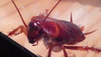 в испании таракан зовется кукарача ) не знаю от какого региона ))). но они огромные. 3-4 см в длину и усы еше 3 см.