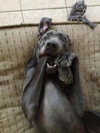 Американский зритель при просмотре хоккейного матча РОССИЯ - США !!!