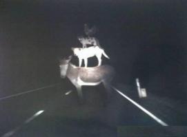 Подборка нежданчиков в лобовое