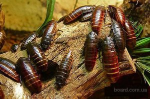 Зверьки милые, все это реклама конечно ;-) Но даже без гугла вижу несколько проблем.

Писеют в домике, где спят (кошке/собаке хватит ума дойти до лотка 100%). 

И падают с балкона или из окна, если они имеют щели.

То есть 35тыр просто вывалятся из дома.

А где покупать свежих мадагаскарских тараканов, подскажите пожалуйста! ;-)))