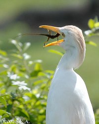 Никогда не сдавайся!