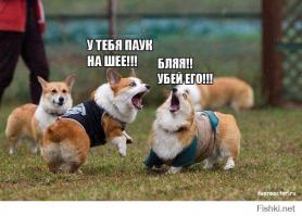 Пауки - коварные твари!