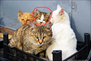 Походу это плод любви первых двух.