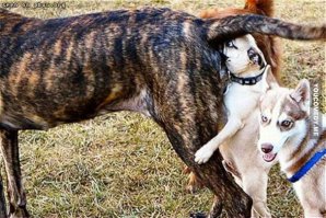20 фотографий, доказывающих, что нет никого преданнее собаки